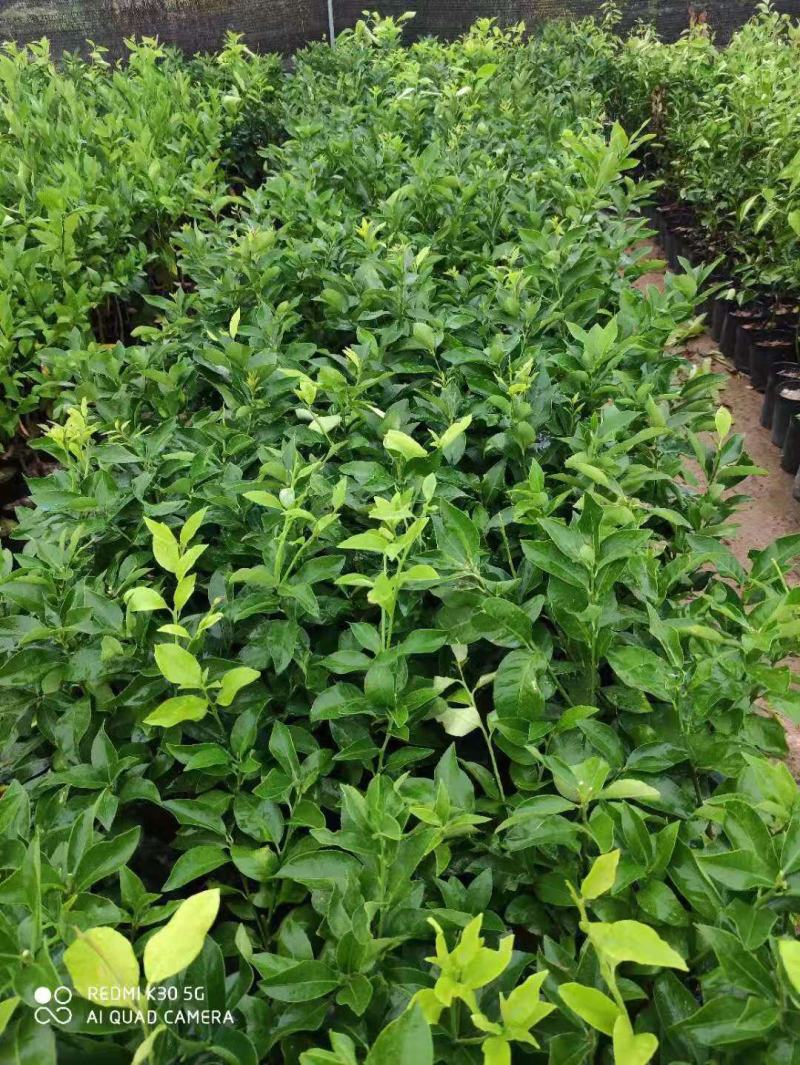 柠檬树苗带果柠檬苗绿植盆栽室内阳台庭院植物四季结果香水柠