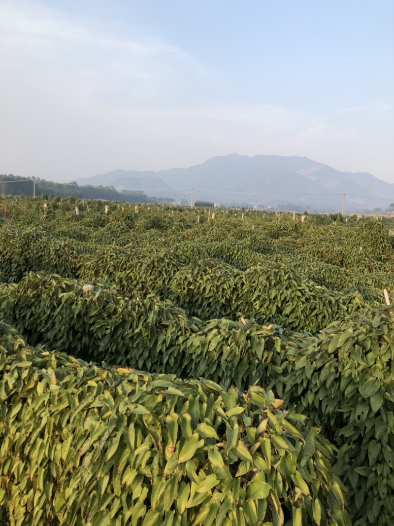 实力供货，小叶白皮淮山药，大量上市，基地直发