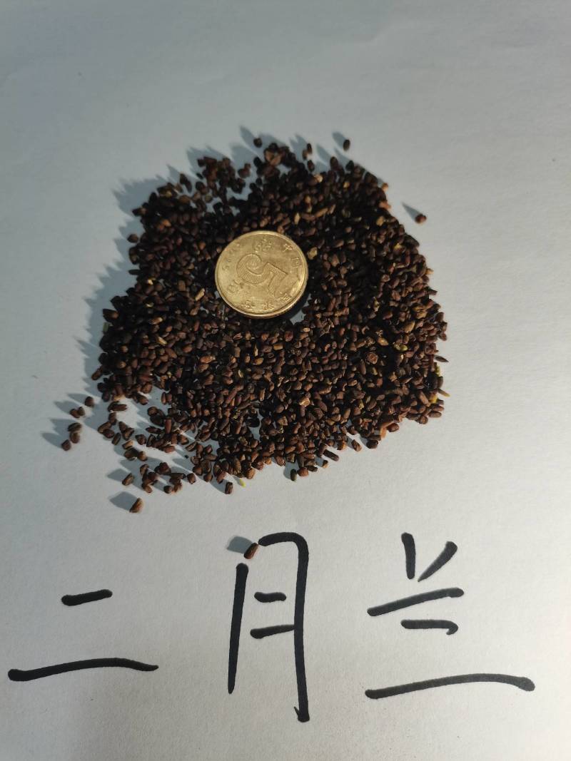 二月兰种子，景观花海，绿化防沙种子，郑州发货