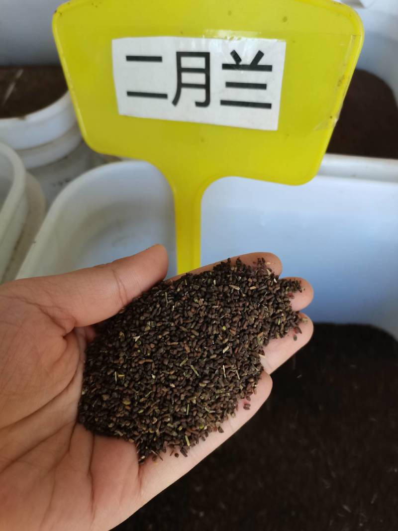 二月兰种子，景观花海，绿化防沙种子，郑州发货