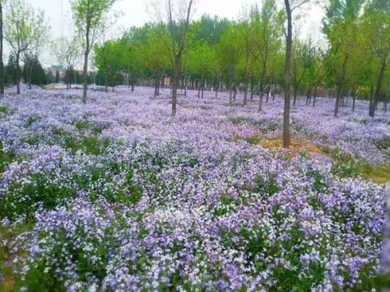 二月兰种子，景观花海，绿化防沙种子，郑州发货