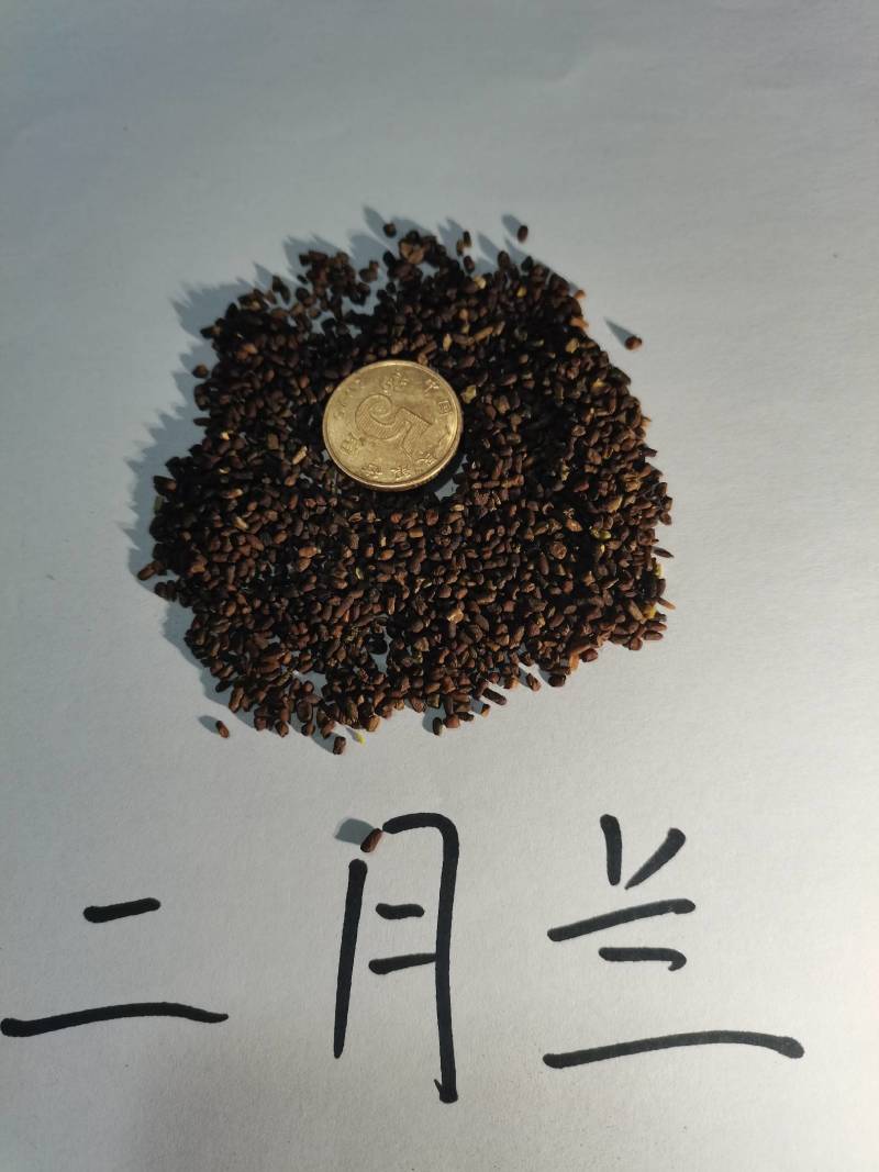 二月兰种子，景观花海，绿化防沙种子，郑州发货