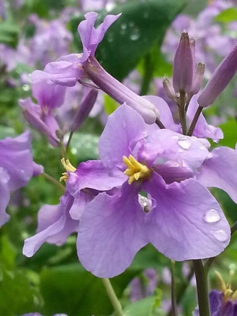 二月兰种子，景观花海，绿化防沙种子，郑州发货