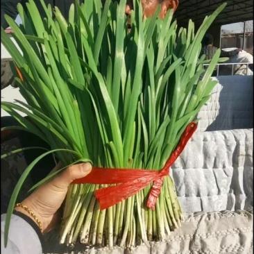 精品韭菜全是精品头刀二刀都有