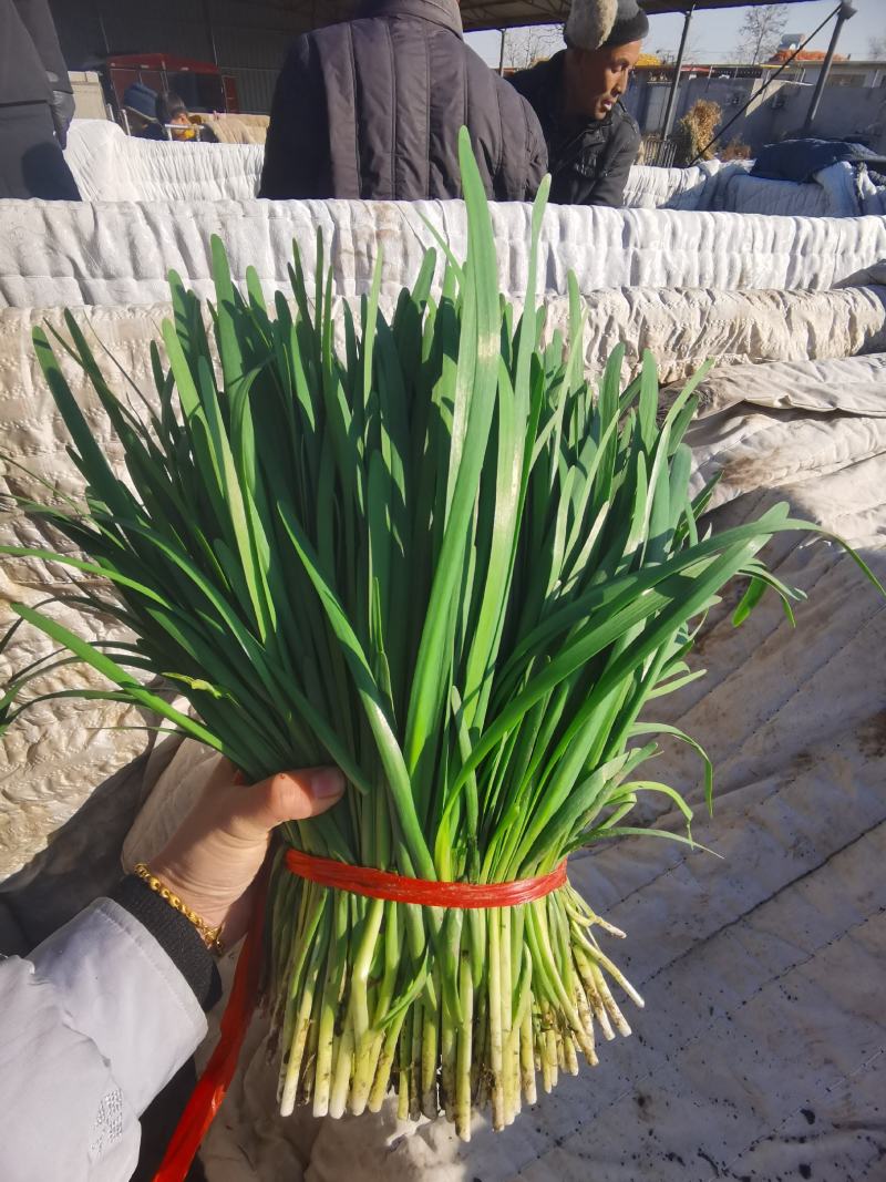 精品韭菜全是精品头刀二刀都有