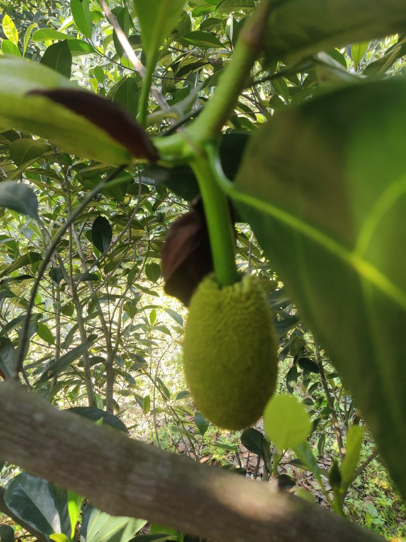 台湾孟尖无毛榴莲蜜又名珍珠榴莲蜜苗一手货源