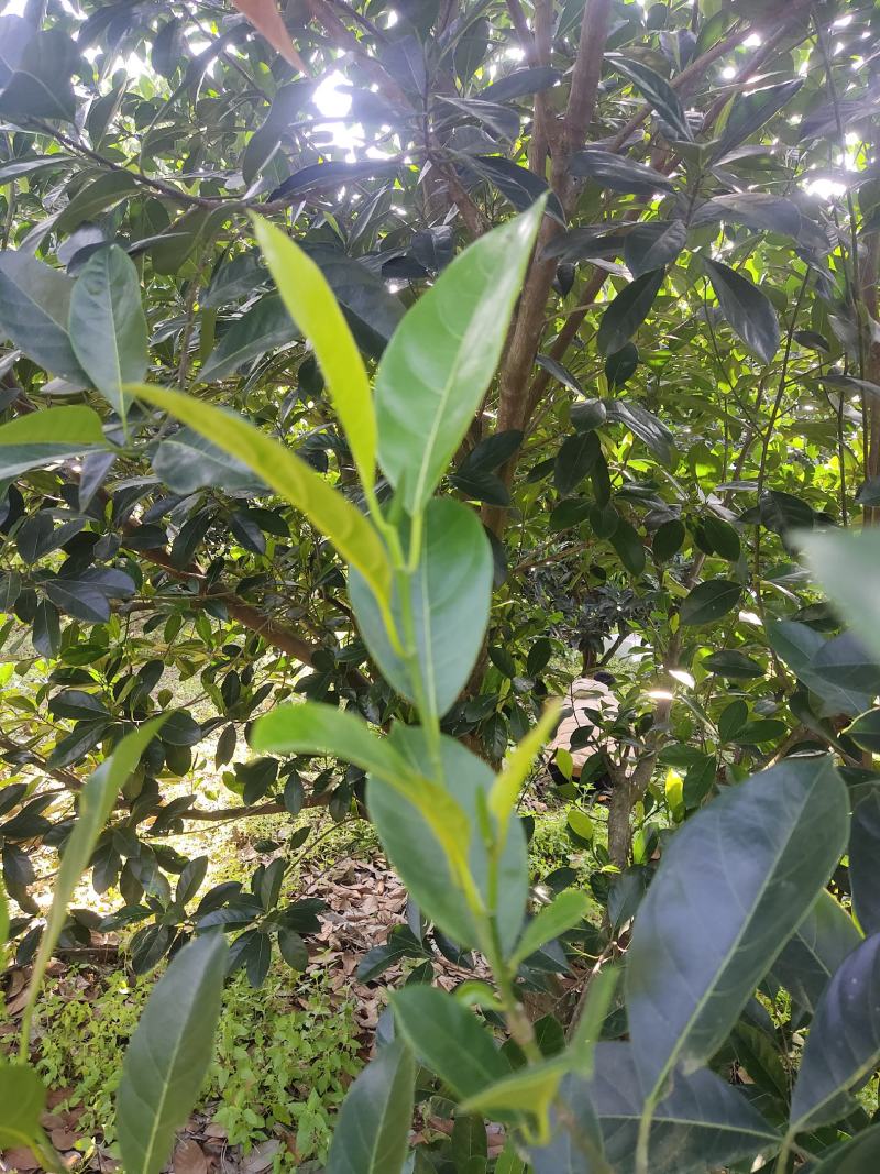 台湾孟尖无毛榴莲蜜又名珍珠榴莲蜜苗一手货源
