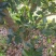 台湾孟尖无毛榴莲蜜又名珍珠榴莲蜜苗一手货源