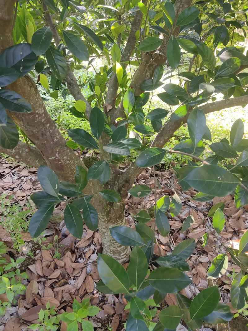 台湾孟尖无毛榴莲蜜又名珍珠榴莲蜜苗一手货源