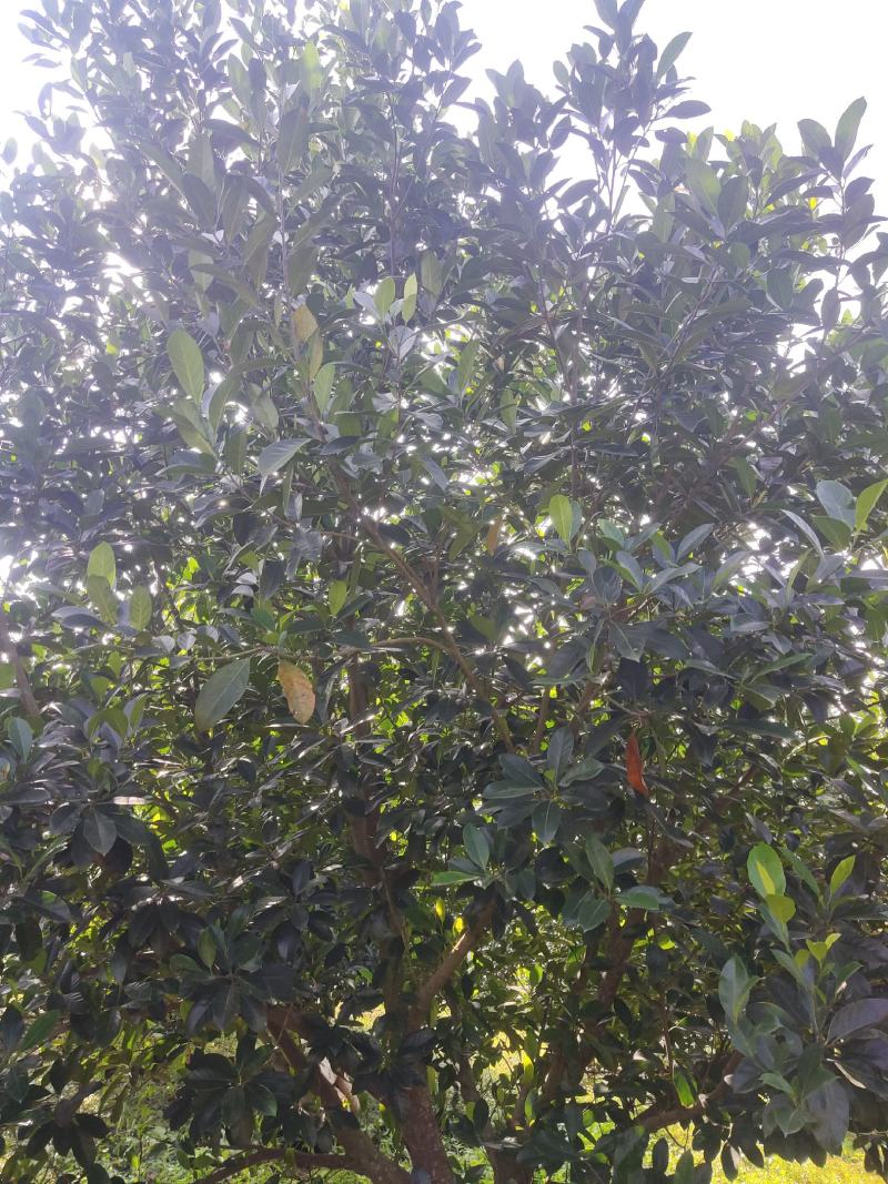 台湾孟尖无毛榴莲蜜又名珍珠榴莲蜜苗一手货源