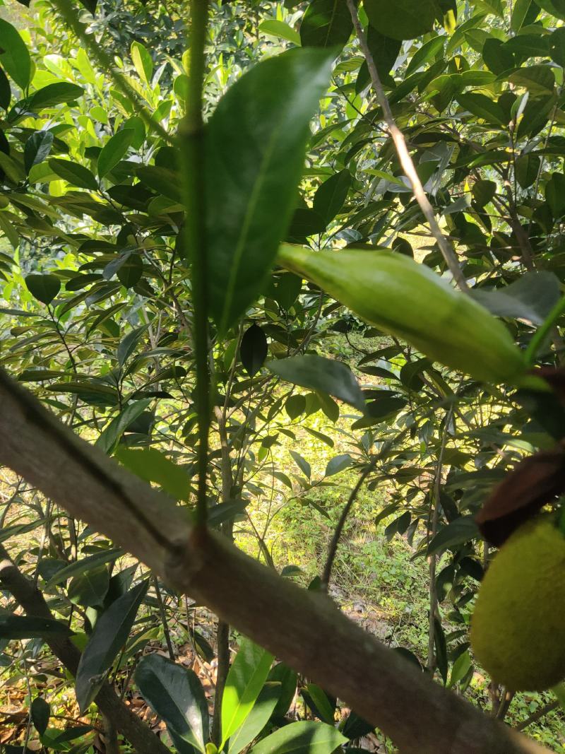 台湾孟尖无毛榴莲蜜又名珍珠榴莲蜜苗一手货源