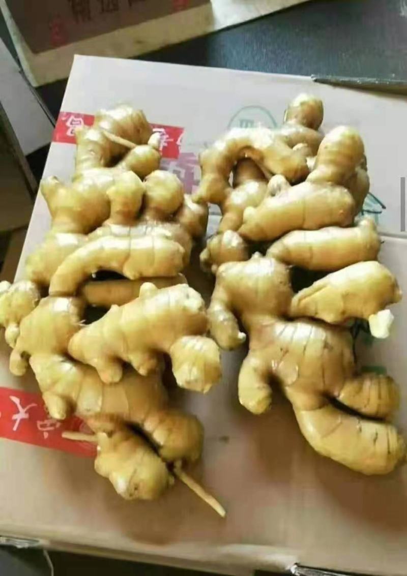 《精选》窖藏大黄姜【一手货源/常年供应】坏烂包赔/全国发货