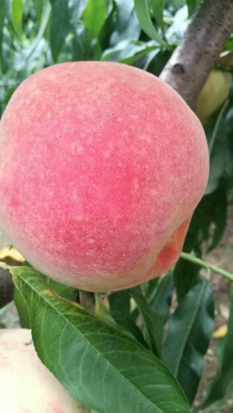 北京8号大型果安徽水蜜桃苗，中熟水蜜桃苗，7月中旬