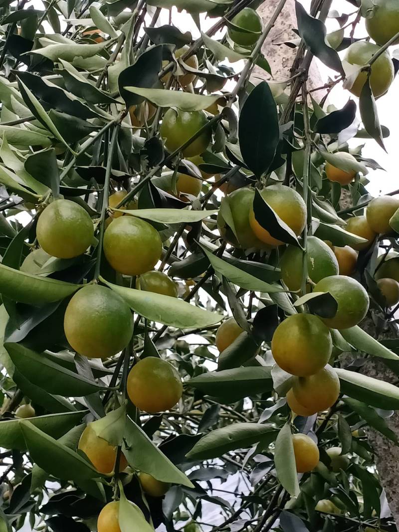 桂林优级金桔，个大，蜜脆，可以上市了