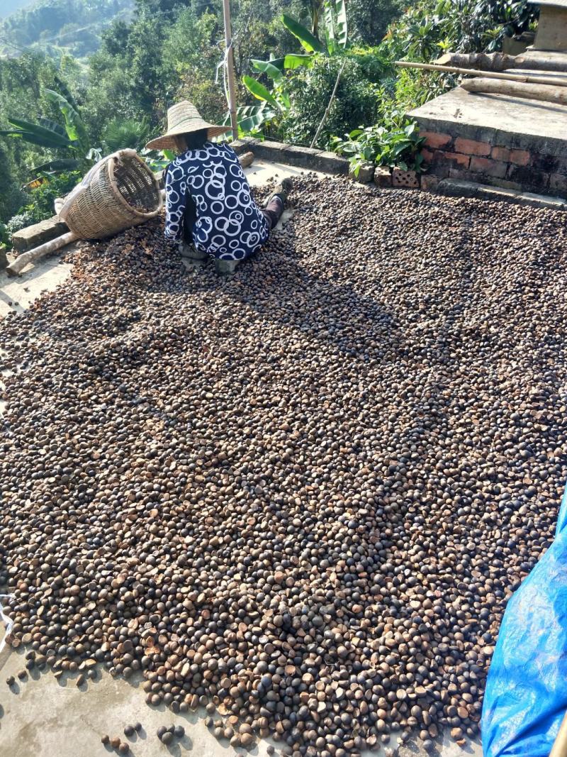 老茶树油老茶树果正宗岑王老山老树老品种山茶油