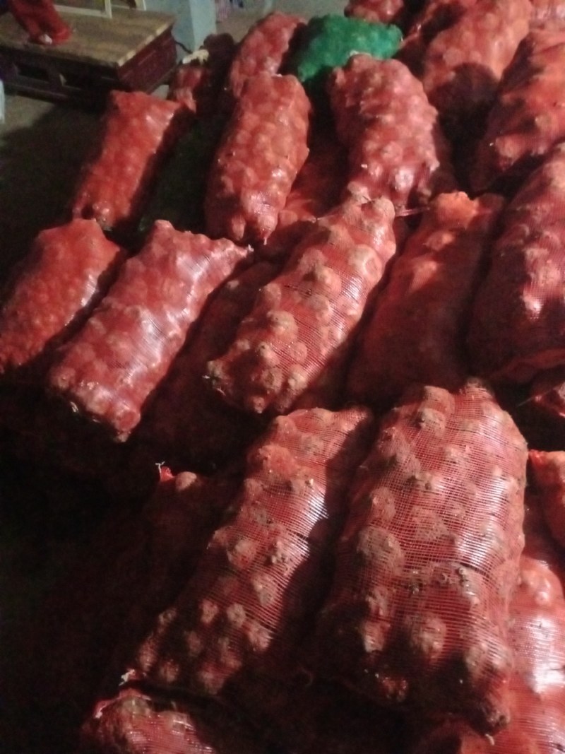 魔芋，需要的老板请联系大量供应，