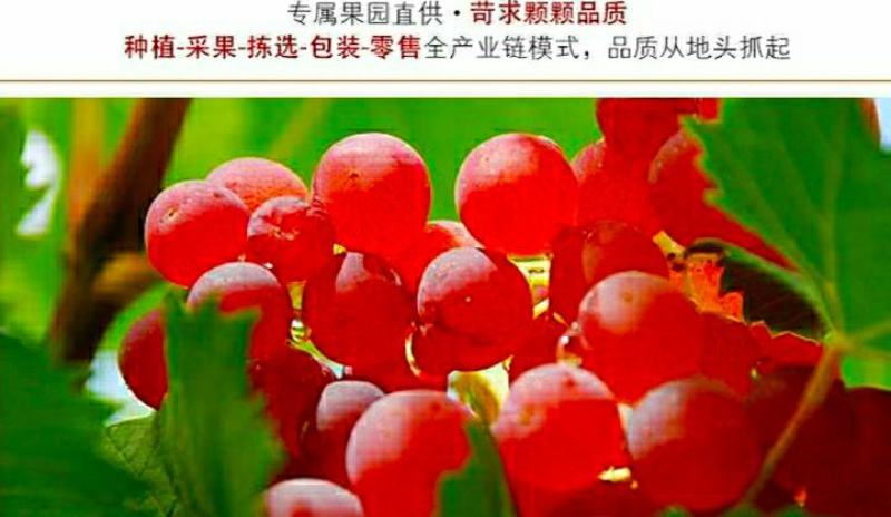 新疆吐鲁番葡萄干红玫瑰香妃葡萄干酸酸甜甜美味爽口
