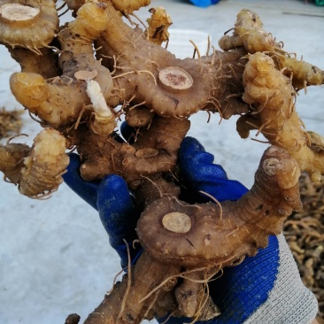 （包邮）《干货》野生多花姜形甜黄精，精品货质量保证