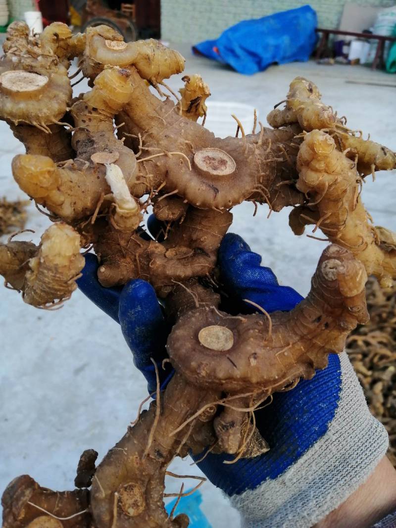 （包邮）《干货》野生多花姜形甜黄精，精品货质量保证