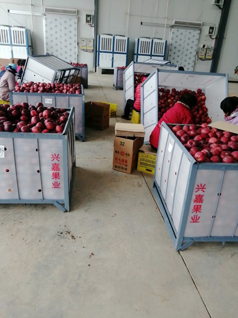 甘肃礼县花牛苹果产地批发各型号齐全价格实惠