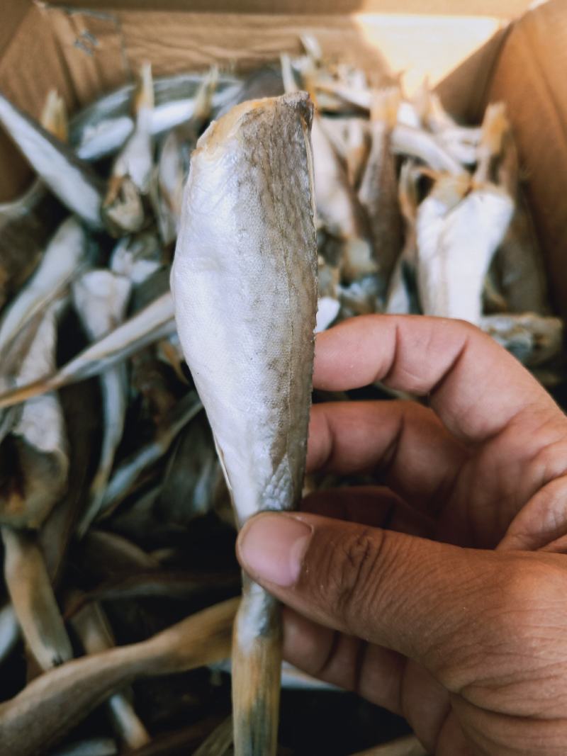 红头鱼皮棍鱼咸鱼产地直发不包运费