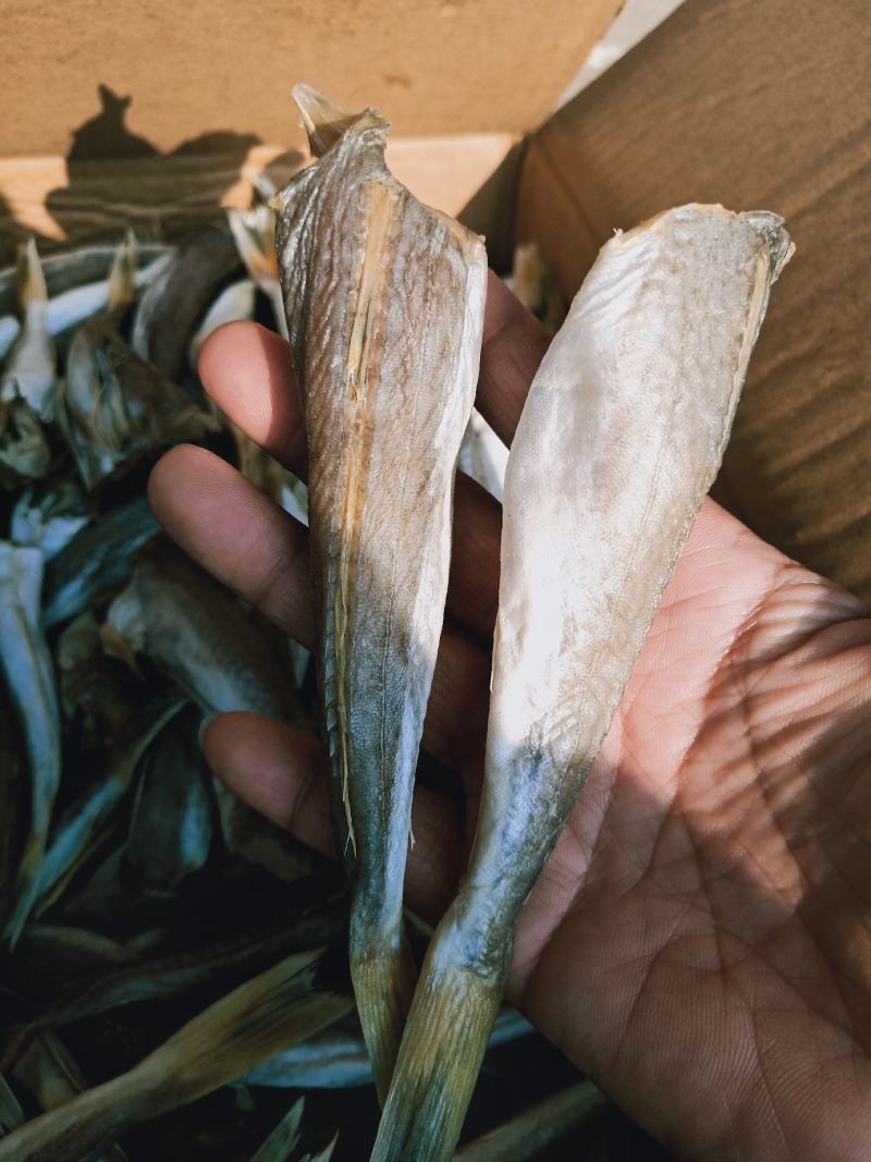 红头鱼皮棍鱼咸鱼产地直发不包运费
