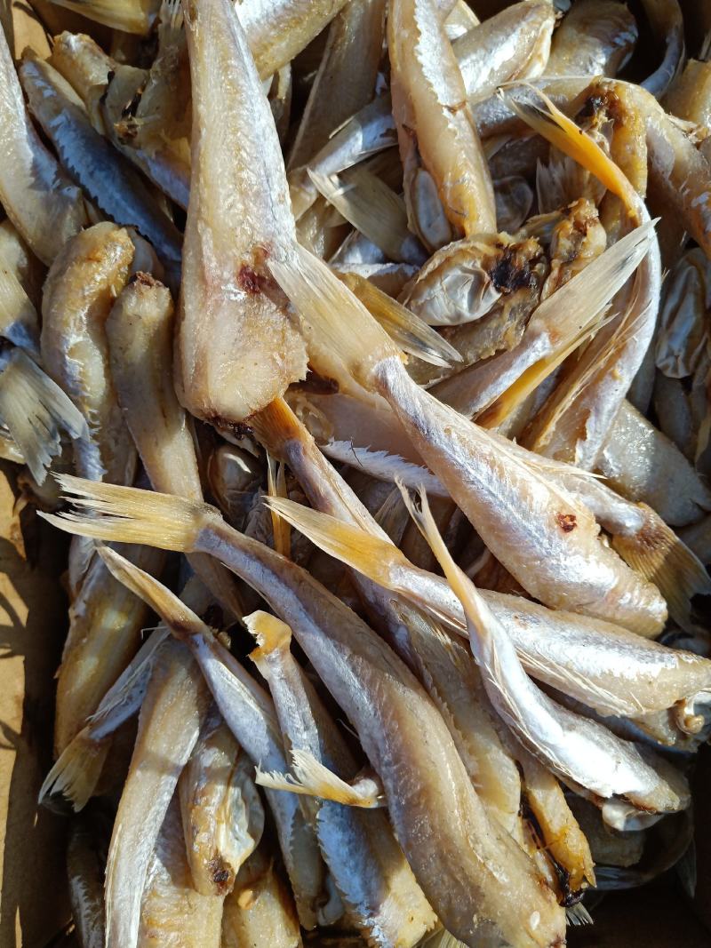 红头鱼皮棍鱼咸鱼产地直发不包运费