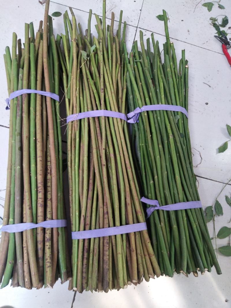 精品无刺蔷薇杆批发零售