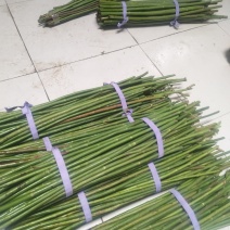 精品无刺蔷薇杆批发零售