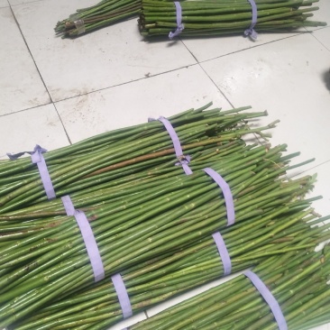 精品无刺蔷薇杆批发零售