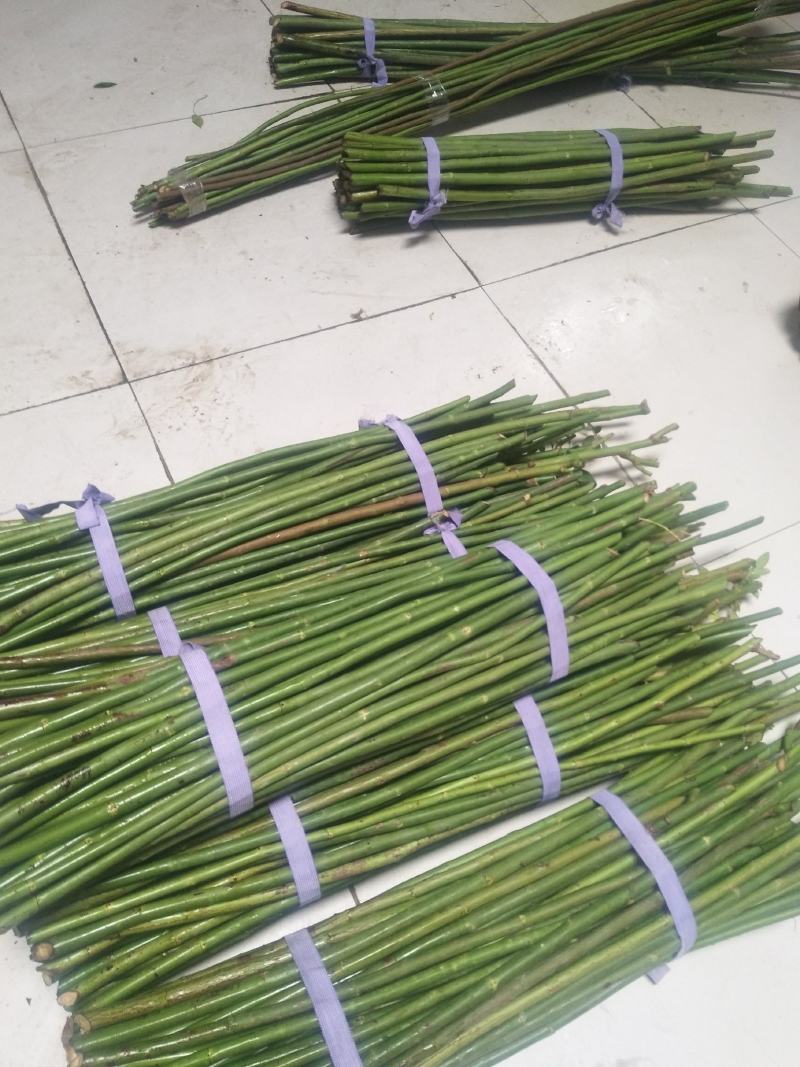 精品无刺蔷薇杆批发零售