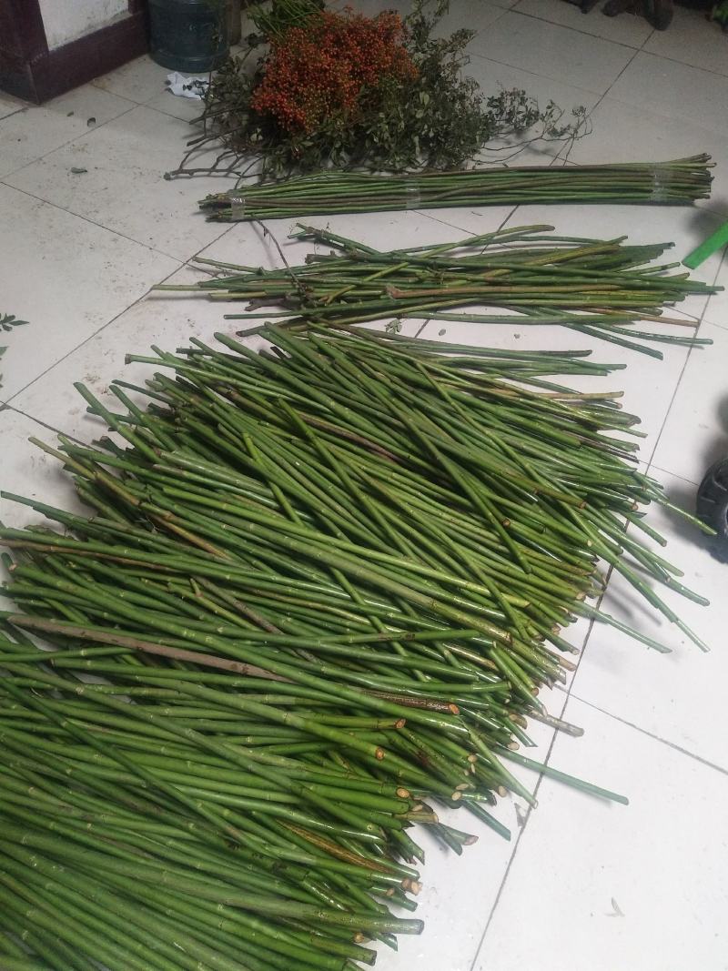 精品无刺蔷薇杆批发零售
