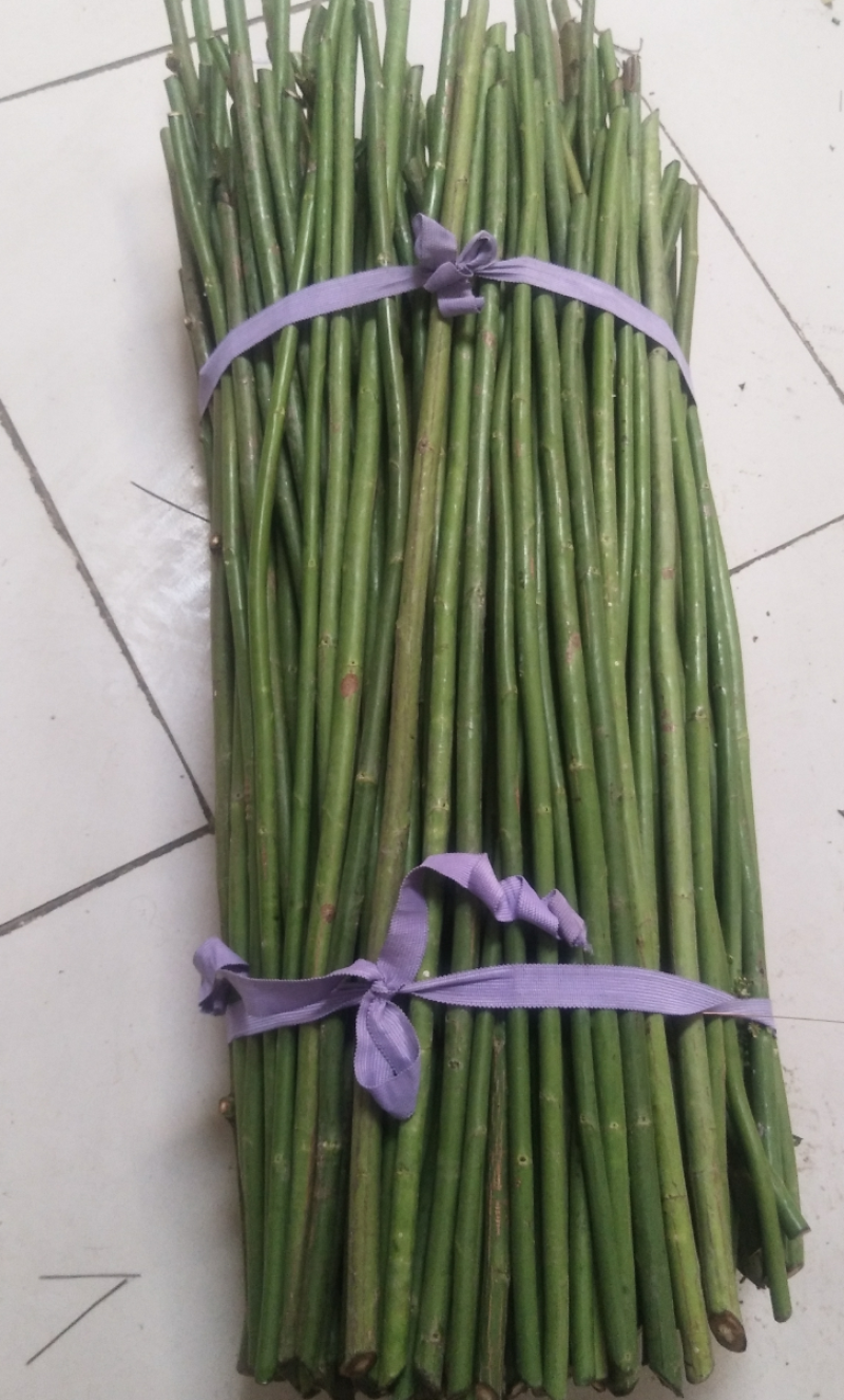 精品无刺蔷薇杆批发零售