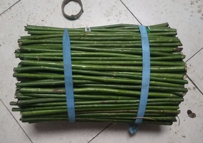精品无刺蔷薇杆批发零售