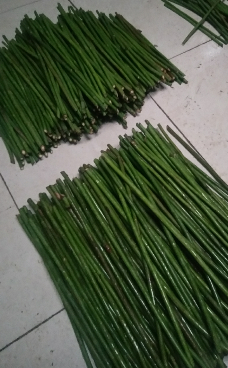 精品无刺蔷薇杆批发零售