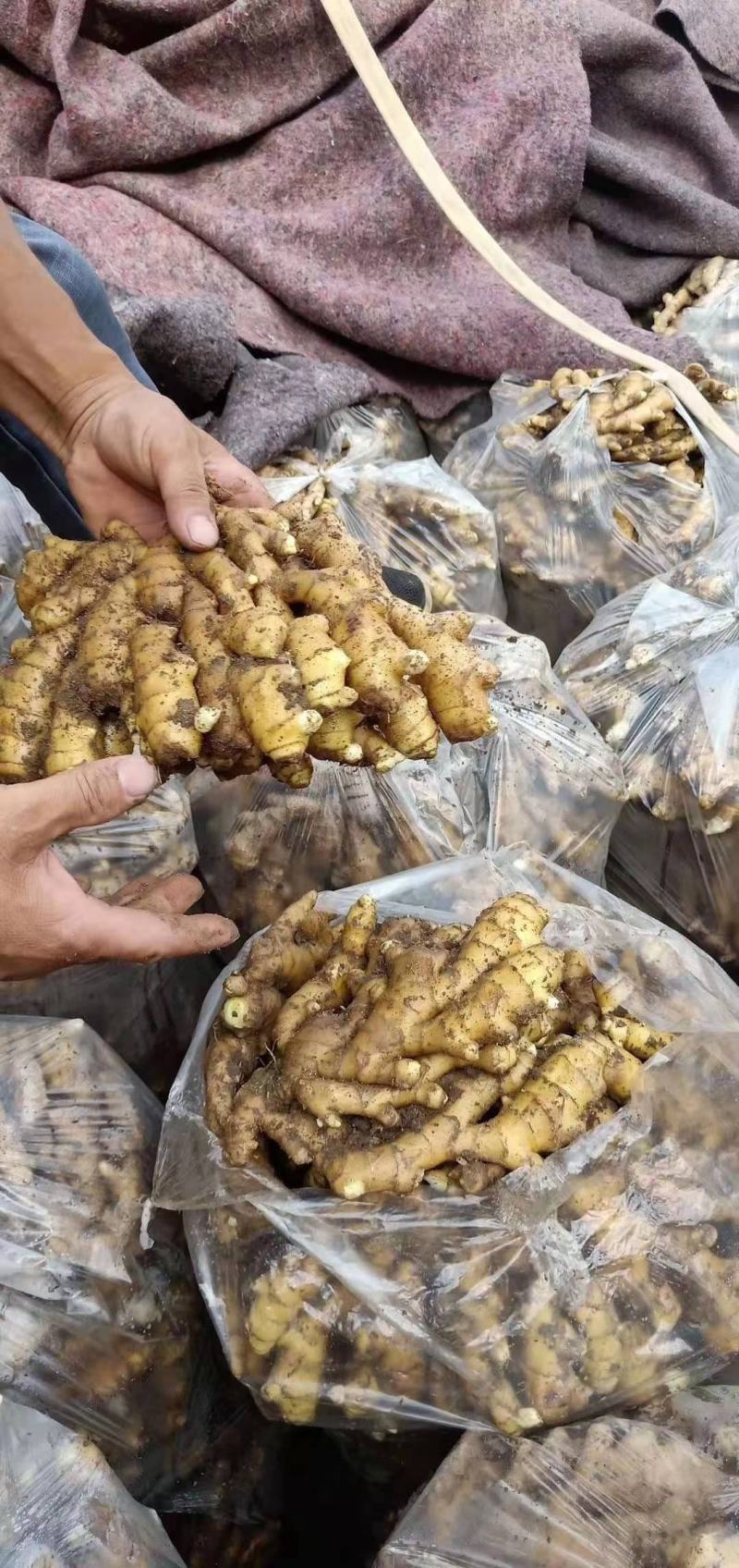 山东优质大黄生姜。小黄姜。大量供应，货源充足。保证质量。