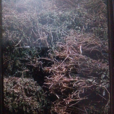 广藿香全草，干叶手摘叶掉地叶