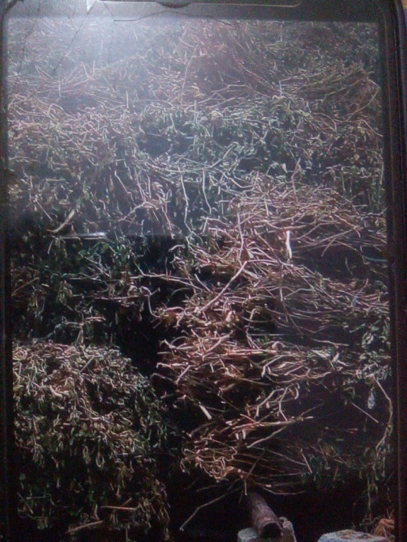 广藿香全草，干叶手摘叶掉地叶