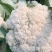 有机松花菜青杆白面小米粒