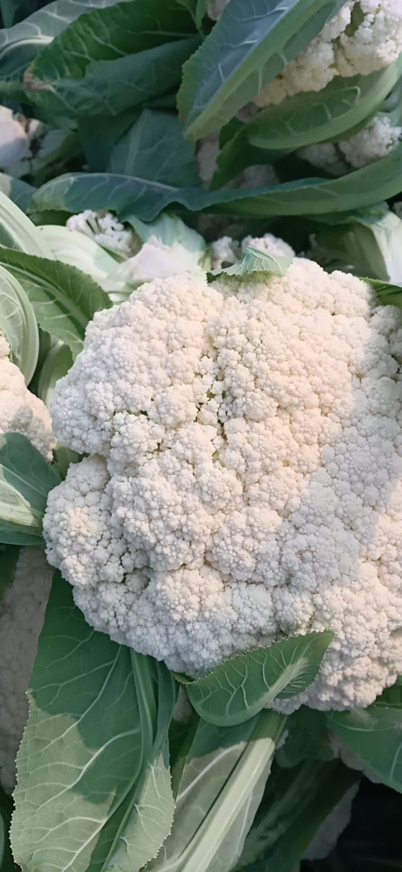 有机松花菜青杆白面小米粒