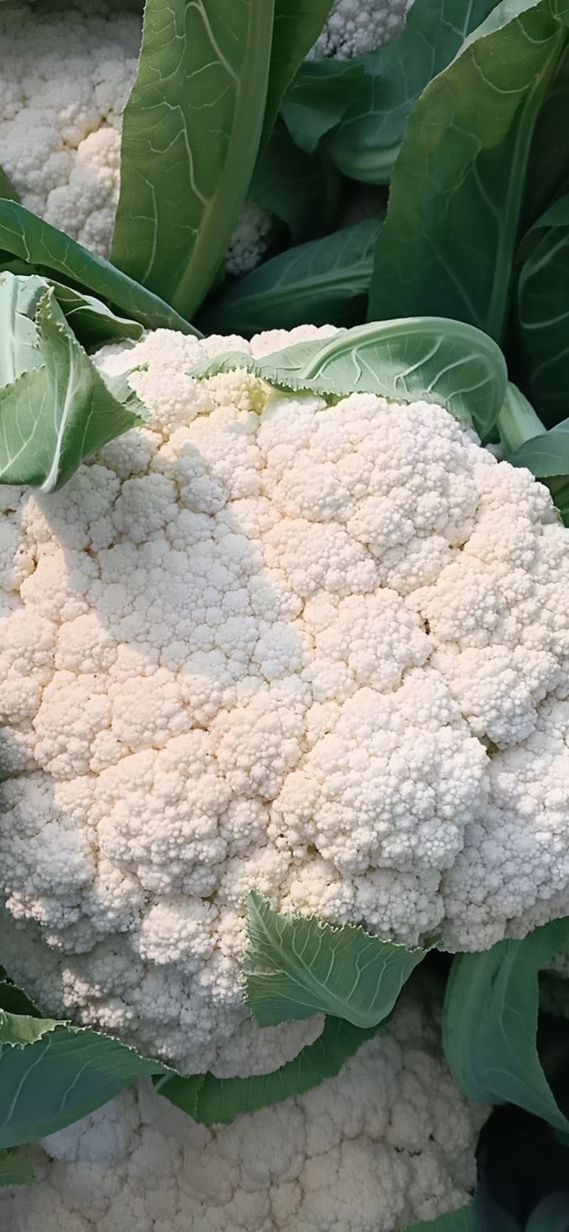 有机松花菜青杆白面小米粒