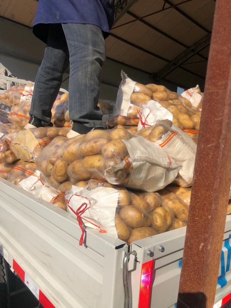 土豆荷兰十五土豆品种保证货源充足值得购买