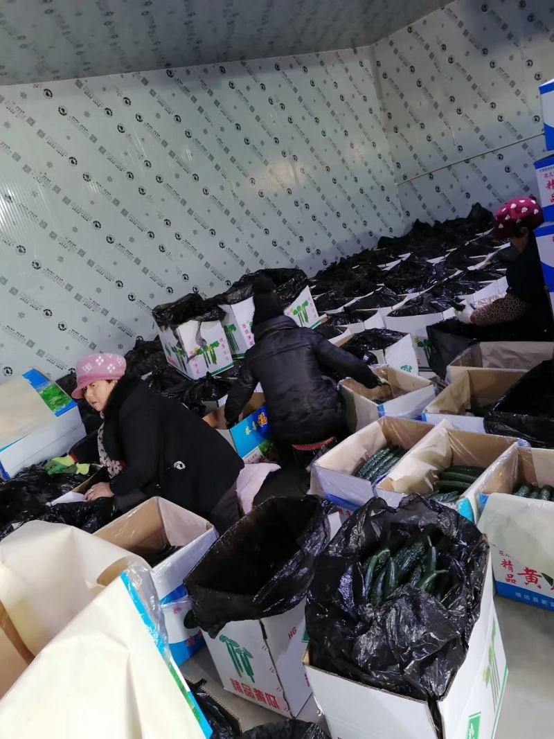 甘肃白银北湾花儿新村精品密刺黄瓜大量上市中