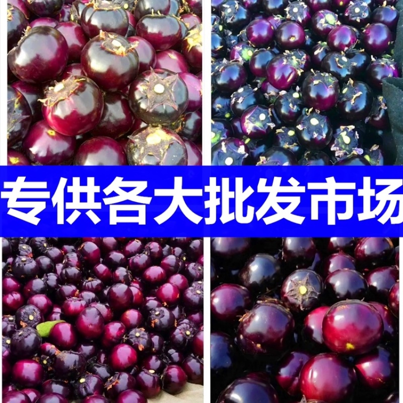 山东莘县茄子，紫光圆茄【每天50万斤】一直到年底，电我！