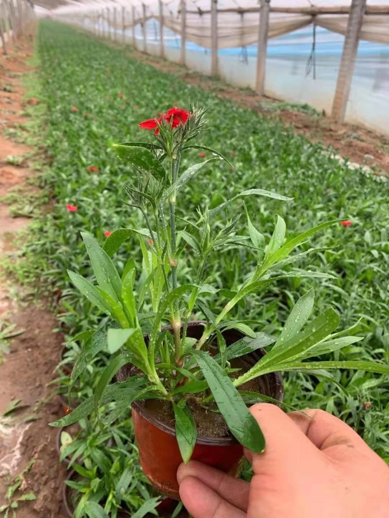 草花基地低价直供宿根花卉，时令草花，双色盆美国石竹