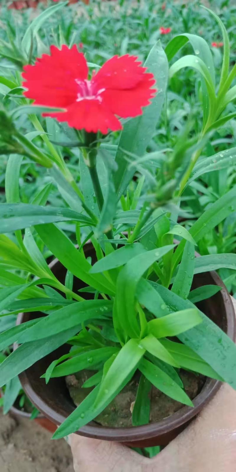 草花基地低价直供宿根花卉，时令草花，双色盆美国石竹