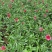 草花基地低价直供宿根花卉，时令草花，双色盆美国石竹