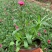 草花基地低价直供宿根花卉，时令草花，双色盆美国石竹