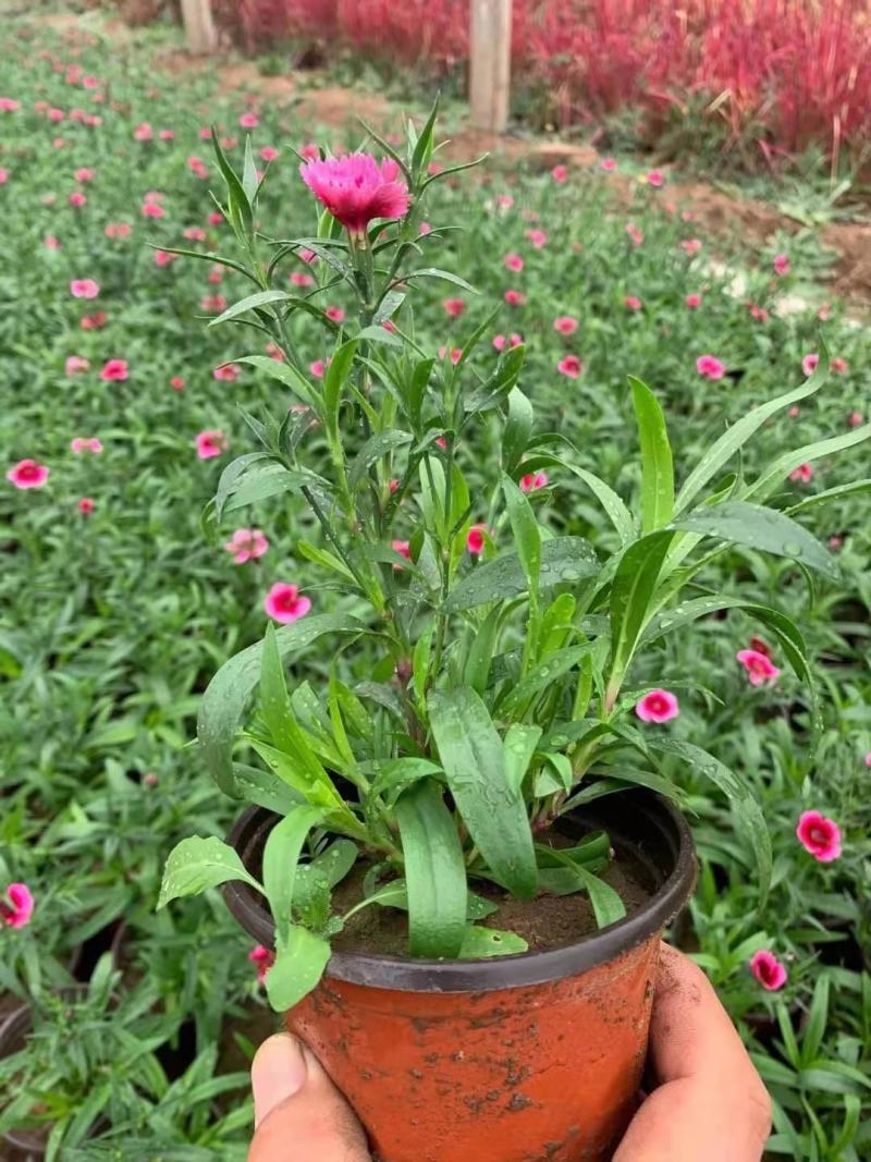 草花基地低价直供宿根花卉，时令草花，双色盆美国石竹