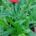 草花基地低价直供宿根花卉，时令草花，双色盆美国石竹